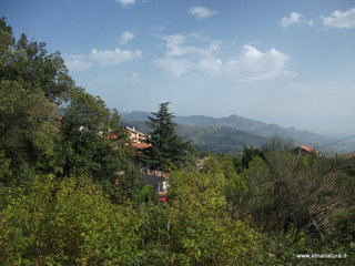 Vena
